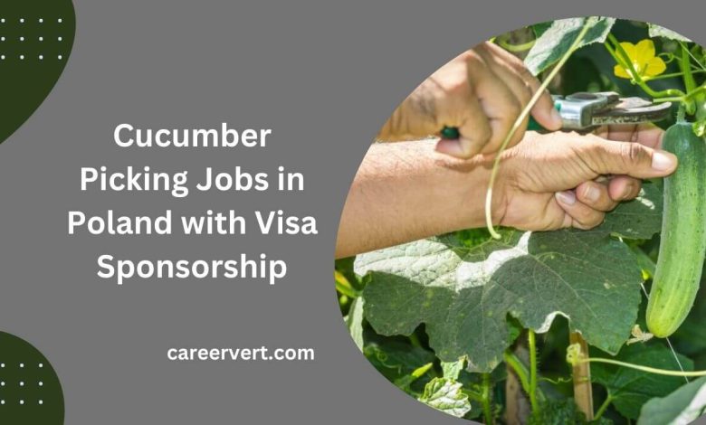 Cucumber Picking Jobs in Poland with Visa Sponsorship