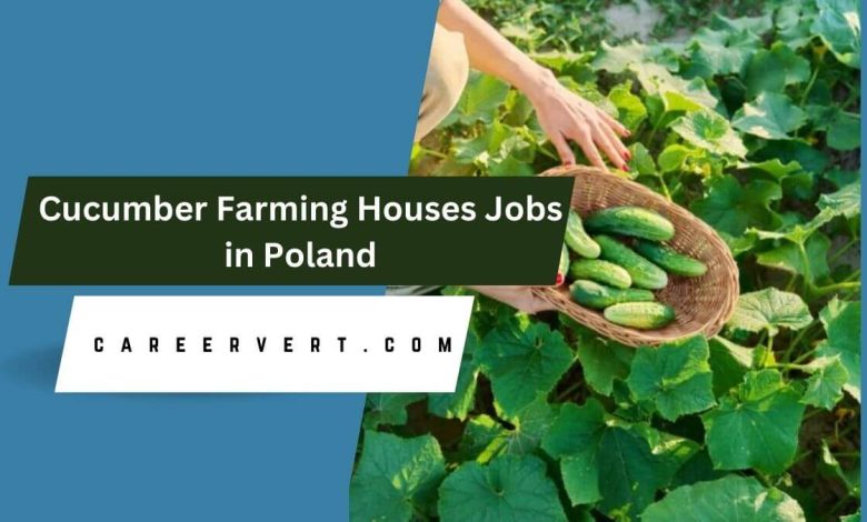 Cucumber Farming Houses Jobs in Poland