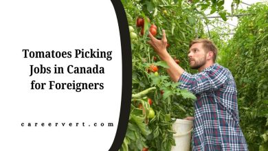 Tomatoes Picking Jobs in Canada for Foreigners