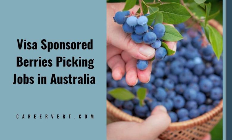 Visa Sponsored Berries Picking Jobs in Australia