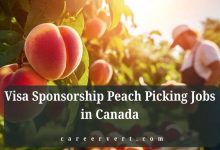 Visa Sponsorship Peach Picking Jobs in Canada