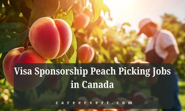 Visa Sponsorship Peach Picking Jobs in Canada